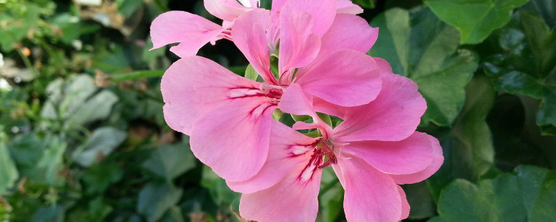 天竺葵花语象征与寓意图片,天竺葵风水寓意 天竺葵花语象征与寓意图片,天竺葵风水寓意