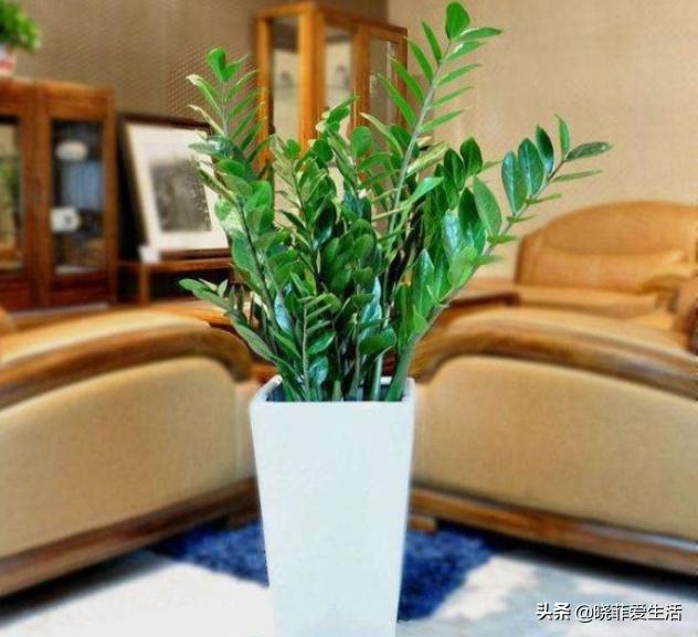 客厅摆什么花旺风水又好栽，镇宅最吉利的三种花