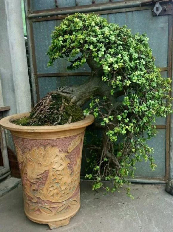 客厅放什么植物最好风水好，镇宅最吉利的三种花