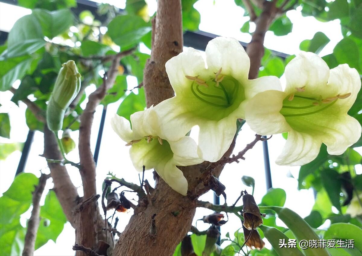 客厅摆什么花旺风水又好栽，镇宅最吉利的三种花