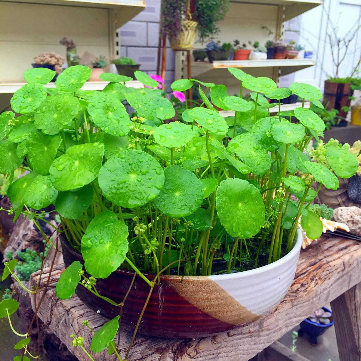 客厅放什么花寓意好风水，客厅最旺宅的大型植物