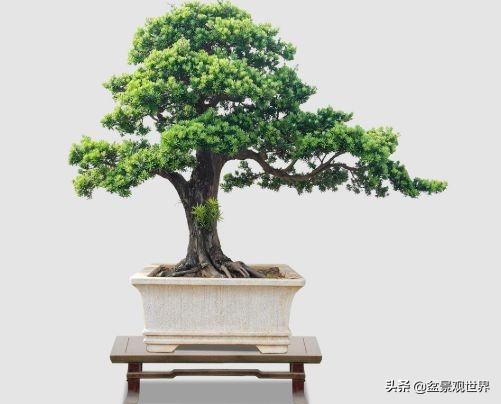 客厅放什么盆景最好风水，客厅最旺宅的大型植物