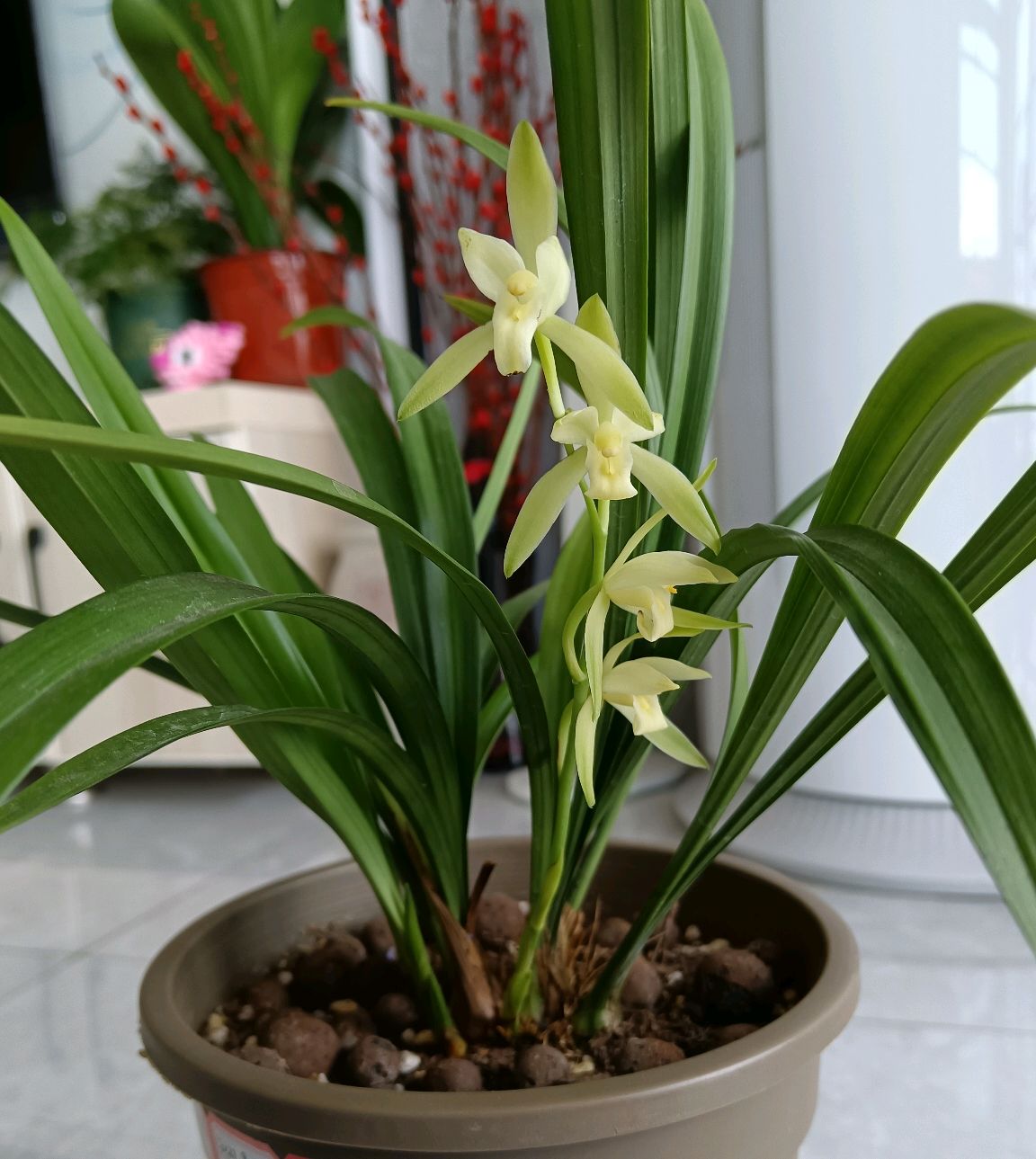 客厅放什么植物最好风水好，镇宅最吉利的三种花