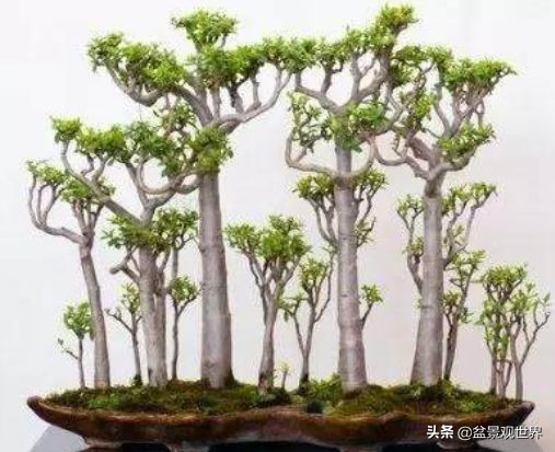 客厅放什么盆景最好风水，客厅最旺宅的大型植物