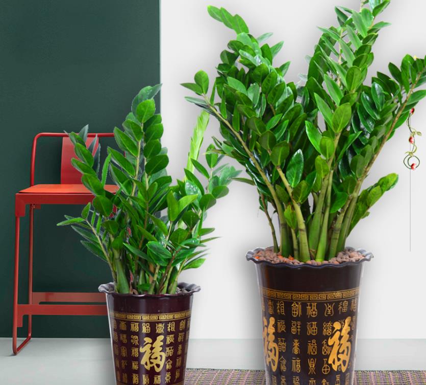 客厅放什么花寓意好风水，客厅最旺宅的大型植物