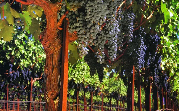 屋后种什么树风水好，屋后种什么树有靠山