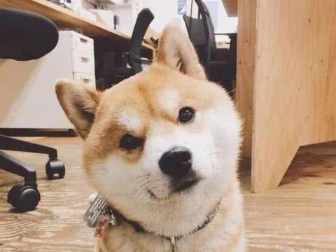 猫来穷狗来富是什么意思，狗上门的风水