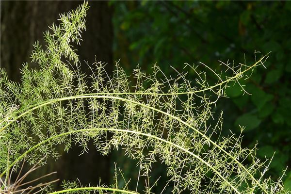 招财风水摆件有哪些图片,招财最好的风水摆件 招财风水摆件有哪些图片,招财最好的风水摆件