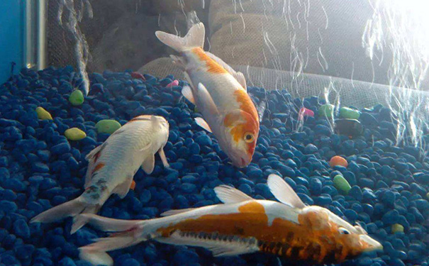 家里养三条鱼吉利吗风水,为什么不能买三条鱼 家里养三条鱼吉利吗风水,为什么不能买三条鱼