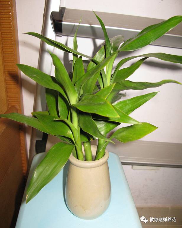 富贵竹摆放禁忌和作用图片，富贵竹怎样摆放风水好