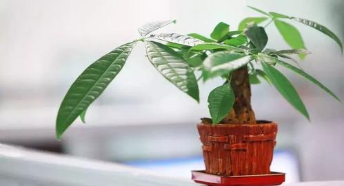 家里种什么树风水好又旺财，排名第一最好的镇宅树