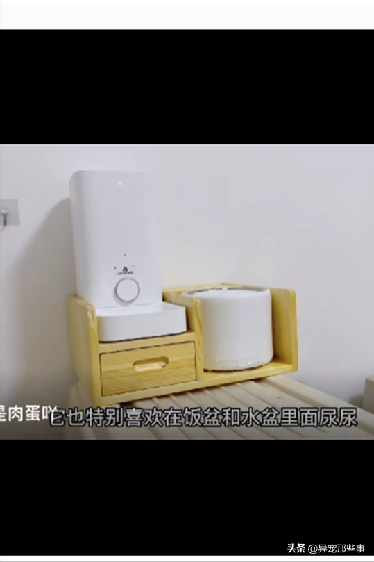 狐狸为什么不能随便养了，养狐狸在风水上的说法