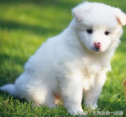 属狗的人有什么缺点,属狗的人人品太差了 属狗的人有什么缺点,属狗的人人品太差了