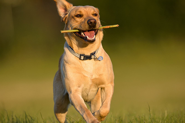 属狗的本命佛是什么佛图片,属狗的护身菩萨是哪位 属狗的本命佛是什么佛图片,属狗的护身菩萨是哪位