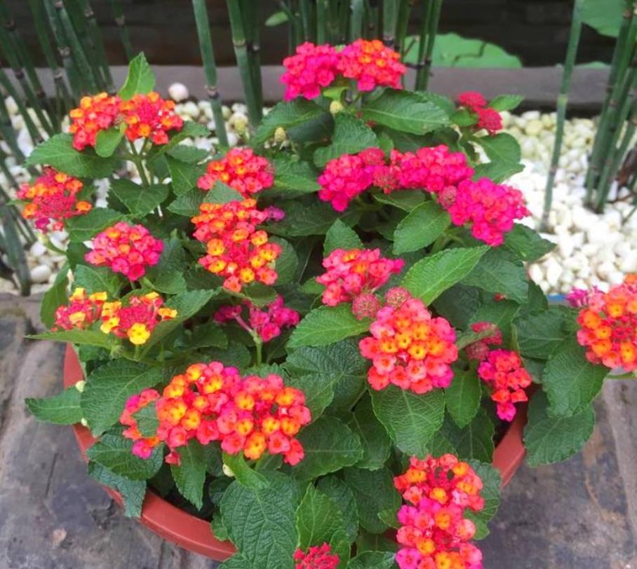 生肖猪适合养什么植物旺财，属猪人的风水植物