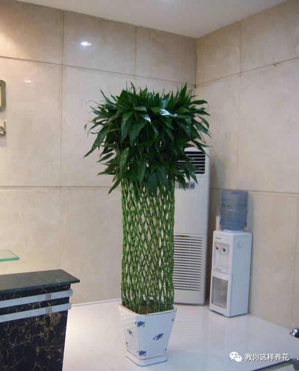 富贵竹摆放禁忌和作用图片，富贵竹怎样摆放风水好