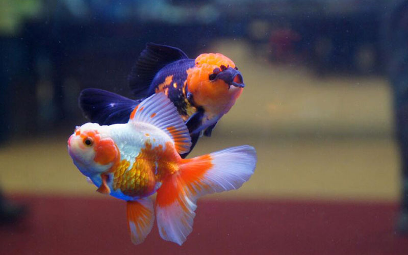 招财风水鱼养几条好,家里风水鱼养几条好旺财 招财风水鱼养几条好,家里风水鱼养几条好旺财