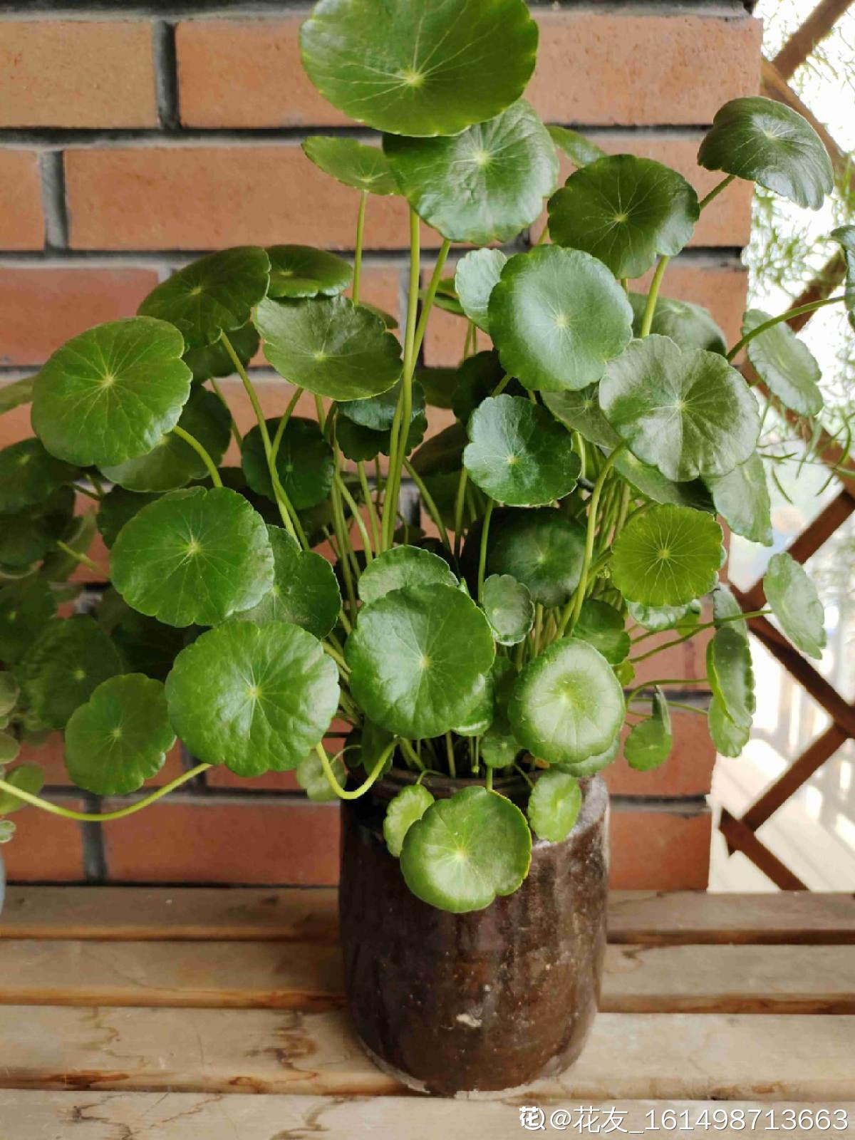 挡煞的风水植物有哪些,最旺运旺财的风水植物 挡煞的风水植物有哪些,最旺运旺财的风水植物