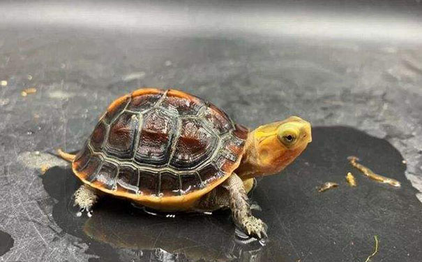 家里养乌龟风水好不,哪个生肖不宜养龟 家里养乌龟风水好不,哪个生肖不宜养龟