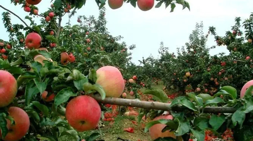 房子后面栽什么树最旺风水,大门前栽什么树最好 房子后面栽什么树最旺风水,大门前栽什么树最好