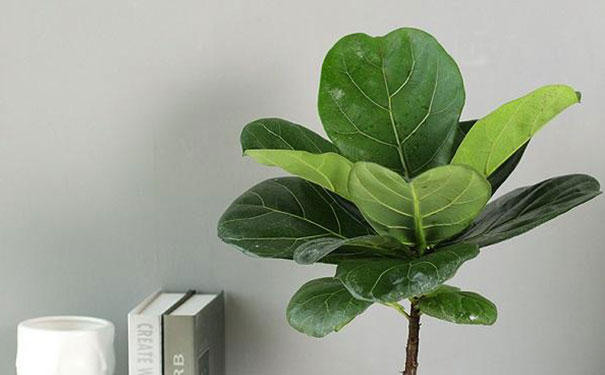 琴叶榕的风水禁忌，家里为什么不能养琴叶榕