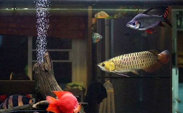 家里养三条鱼吉利吗风水,为什么不能买三条鱼 家里养三条鱼吉利吗风水,为什么不能买三条鱼