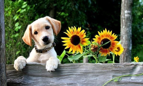 属狗的人一生有几个情人呢，属狗女人床上爱你的表现