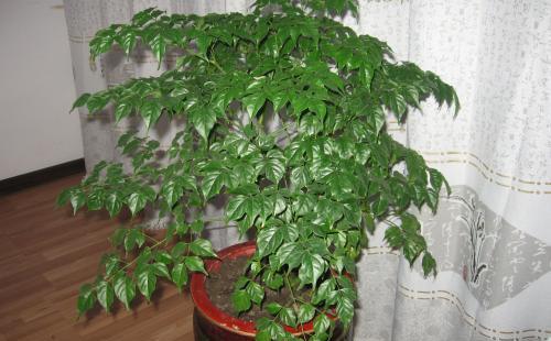 家里种什么树风水好又旺财，排名第一最好的镇宅树