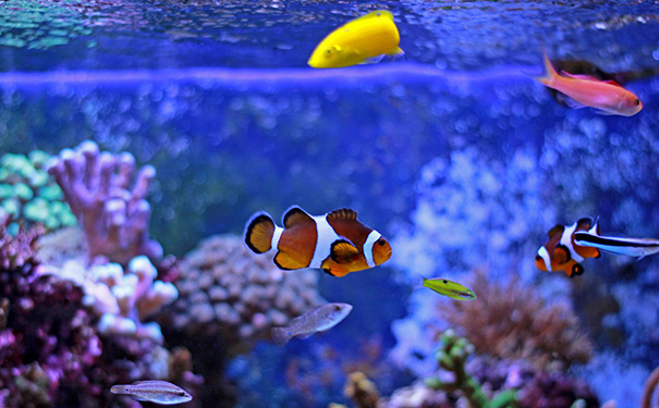 家里鱼缸怎么摆放旺财风水,客厅鱼缸的最佳摆放图 家里鱼缸怎么摆放旺财风水,客厅鱼缸的最佳摆放图