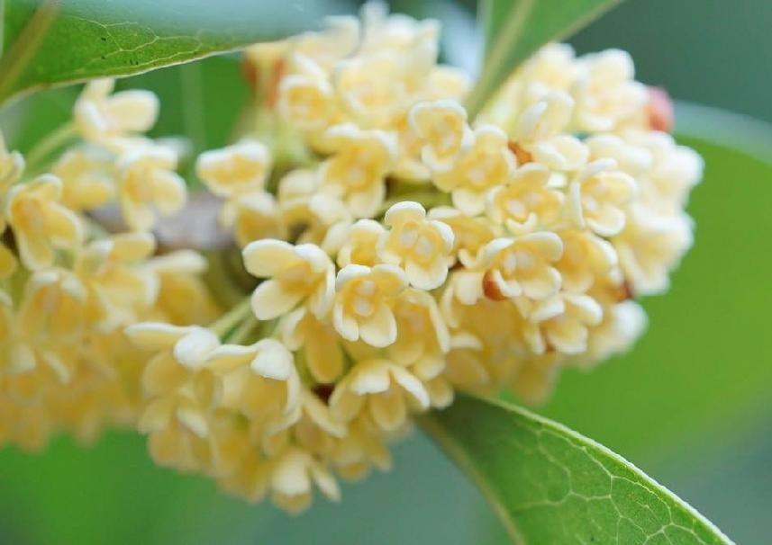 家里为什么不能种桂花树，桂花树的风水禁忌