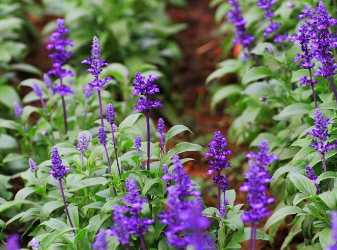 生肖猪适合养什么植物旺财，属猪人的风水植物