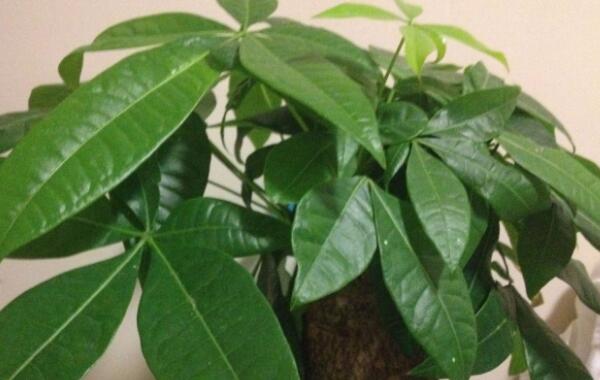 属狗的适合养什么植物花,属狗的幸运植物和花 属狗的适合养什么植物花,属狗的幸运植物和花