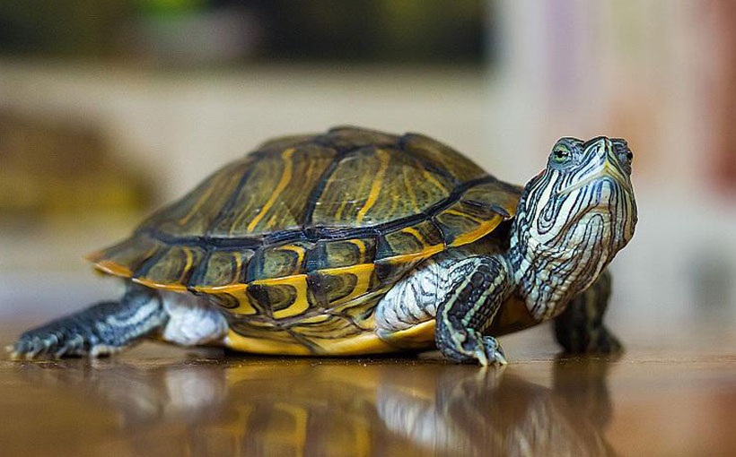 家里能不能养乌龟风水，哪个生肖不宜养龟