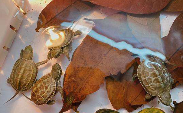 家里养乌龟风水好不,哪个生肖不宜养龟 家里养乌龟风水好不,哪个生肖不宜养龟