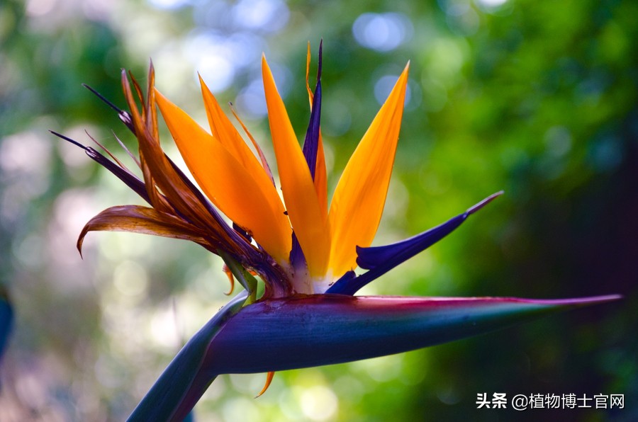 盆栽天堂鸟放客厅风水好吗，天堂鸟风水大忌