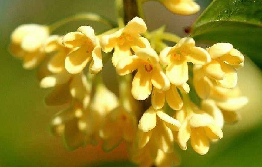 家里为什么不能种桂花树，桂花树的风水禁忌