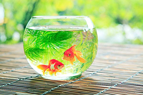 家里风水鱼养几条好旺财，最旺财的九鱼图