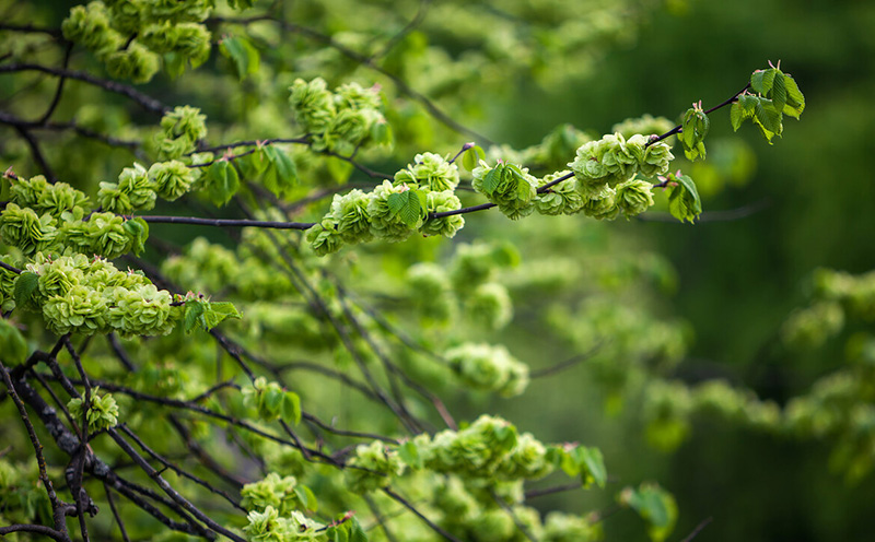 家里院里种什么果树风水好，排名第一最好的镇宅树