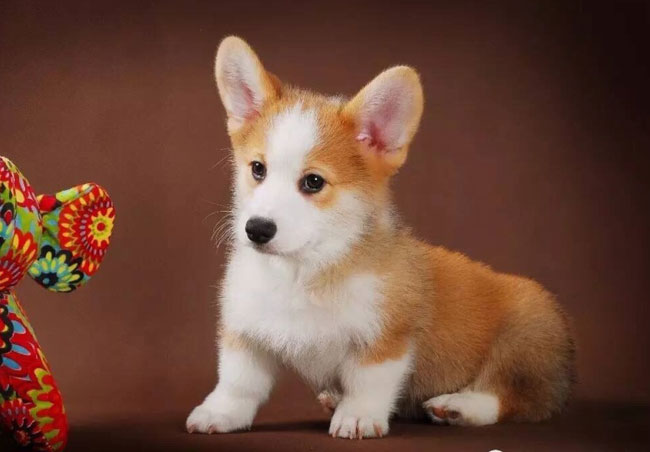 属狗的运势运程怎么样啊，属狗的人最近运势怎么样