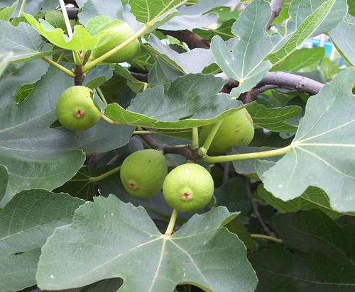 无花果是凶树还是吉树图片，无花果树能旺风水吗