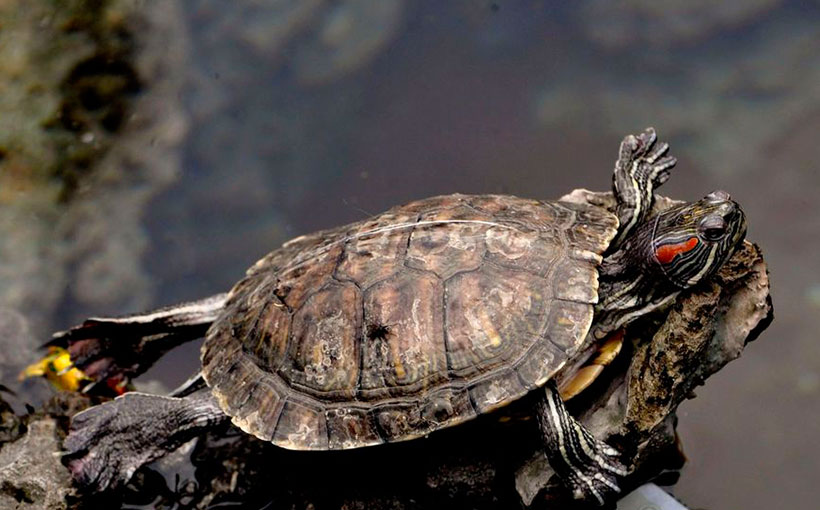 家里能不能养乌龟风水，哪个生肖不宜养龟