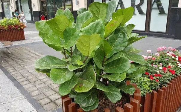 琴叶榕的风水禁忌，家里为什么不能养琴叶榕