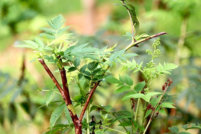 屋后种什么树最旺风水,门前种三树家兴旺三代 屋后种什么树最旺风水,门前种三树家兴旺三代