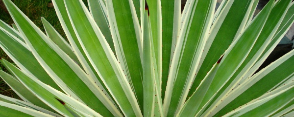 狐尾龙舌兰怎么养，龙舌兰的寓意和象征风水