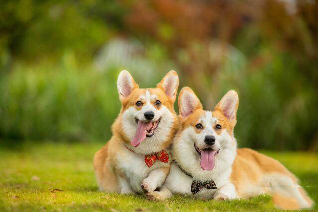 属狗的人什么性格特点，属蛇的人性格特点