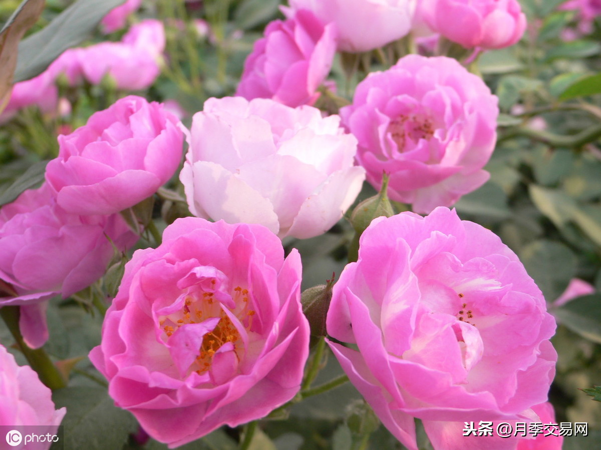 月季花风水上有忌讳吗，月季花为啥不吉利