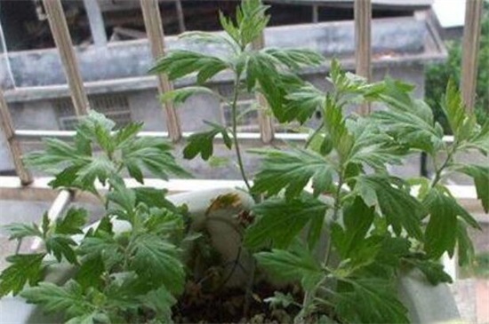 家里种艾草风水好吗视频,艾草风水禁忌 家里种艾草风水好吗视频,艾草风水禁忌