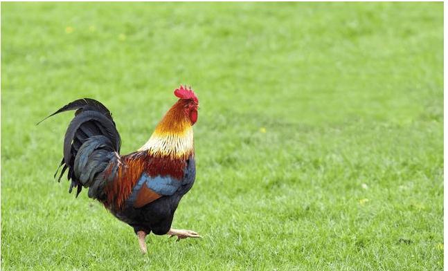 属狗男和属鸡女婚姻状况，属狗和属鸡一定相冲吗