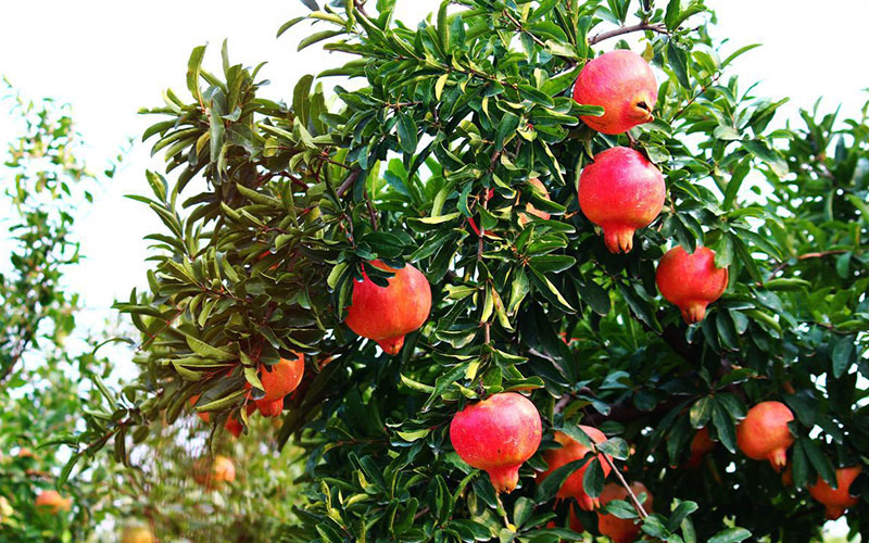 房后种什么树风水好呢,房屋后面适合栽什么树 房后种什么树风水好呢,房屋后面适合栽什么树