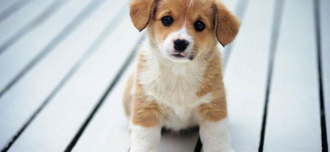 属狗的几月出生最好命,十狗九苦哪个月份最苦 属狗的几月出生最好命,十狗九苦哪个月份最苦